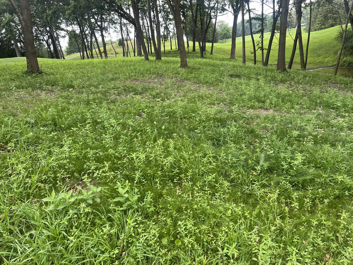 Landmark Seed Company tweet media