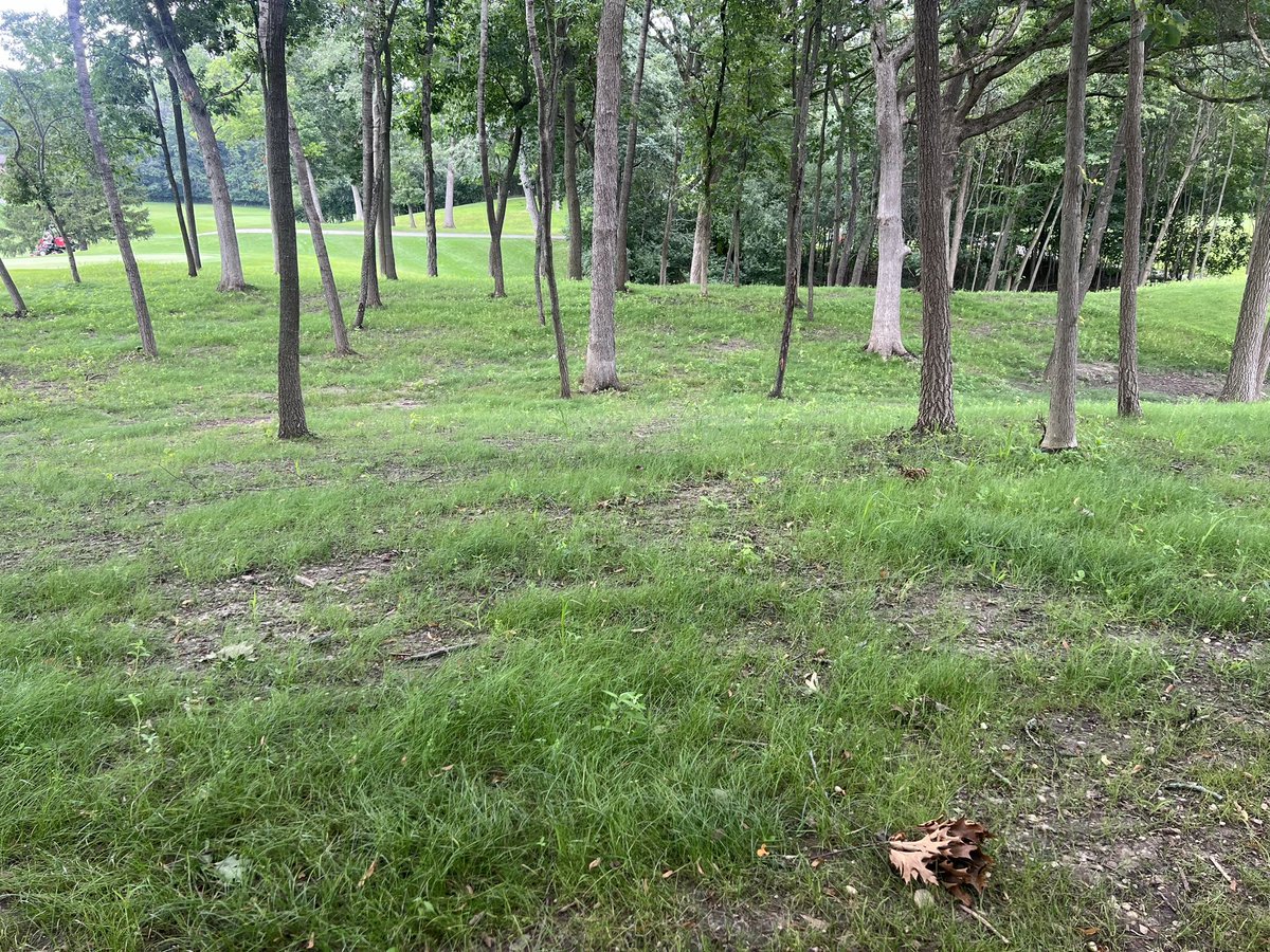 Landmark Seed Company tweet media