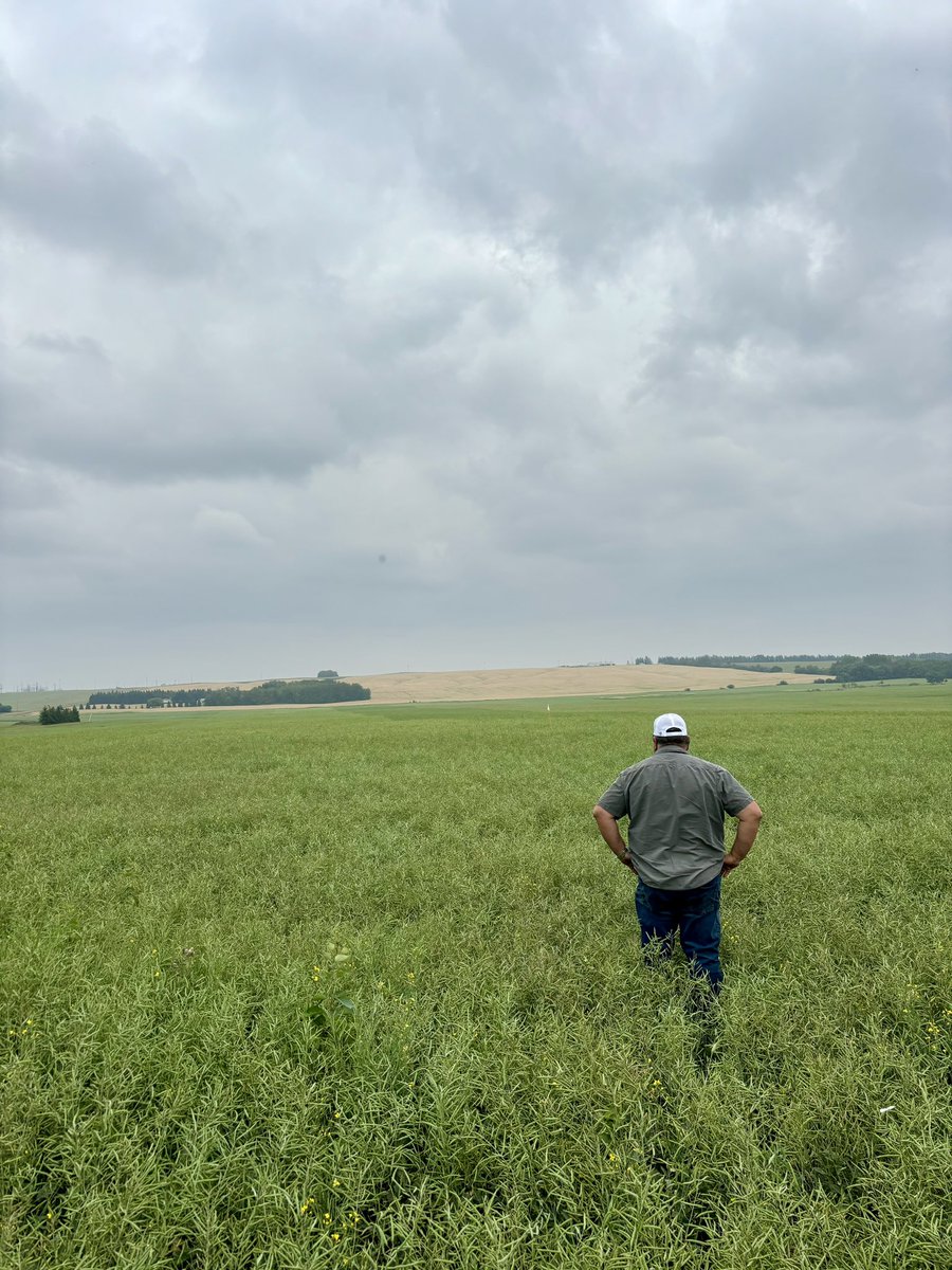 Good from far but far from good. #harvest24 #drought