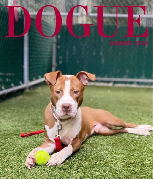 NMBewitched's tweet photo. #TAP #PickoftheLitter
#BackyardBarks #MACC #NYCACC
This Saturday, 8/24 1-5pm
@anja_brckner3 has selected
Bowie
https://t.co/SHqcyvblSh
Look how proud
Nothing like a dog who thrives off praise
Seeking home w/ fun human who enjoys playing & training
#AdoptMe https://t.co/yQSGP8lMMN
