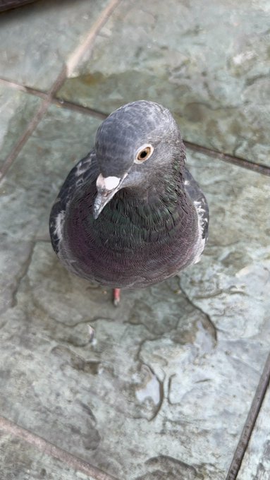 Attempted to release this beautiful boy again and he didn&rsquo;t leave lol 🫠 https://t.co/njlvJmgDkX