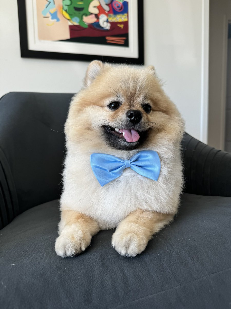 BabyMilo | $MILO tweet media