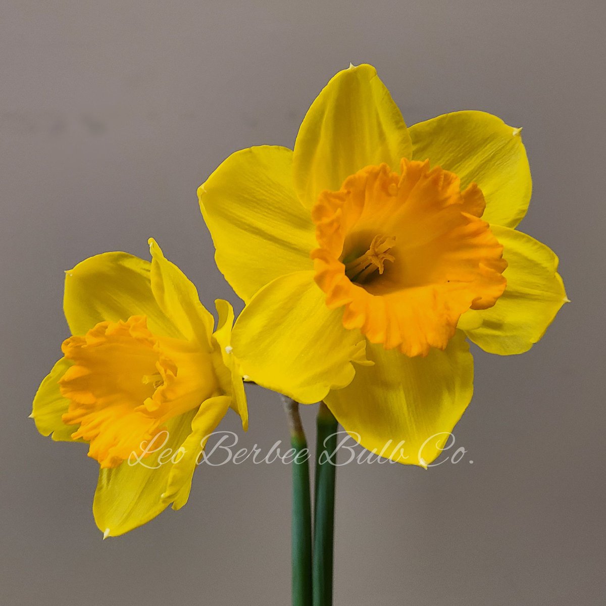 TrueLeafMarket's tweet image. 🌼 Get ready for a burst of spring color with Narcissus 'Fortune'! 🌞 These large-cupped daffodils are perfect for garden beds &amp;amp; containers. 🌱

trueleafmarket.com/products/daffo…

🐝 #SpringBloom #Daffodils #GardeningTips #HeirloomPlants #GardenGoals