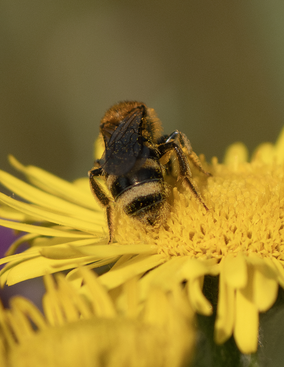 At Alex Pastures, Kent, these largish looking Furrow Bees have caught my eye. Looking at Steven's references, could they be Lasioglossum xanthopus / Orange footed Furrow Bee? <a href="/StevenFalk1/">Steven Falk</a>