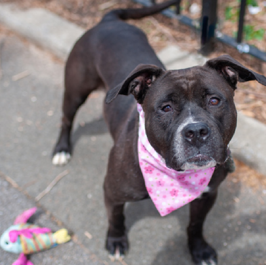 NMBewitched's tweet photo. #TAP #PickoftheLitter
#BackyardBarks #MACC #NYCACC
This Saturday, 8/24 1-5pm
Volunteer & #TAP team Favorite
The Queen of #Manhattan
Snickerdoodle
https://t.co/d36eJImmE1
Perfect walking companion
Manners, grace & pure adoration
The creme de la creme
#AdoptMe https://t.co/hYHr3TEuPp