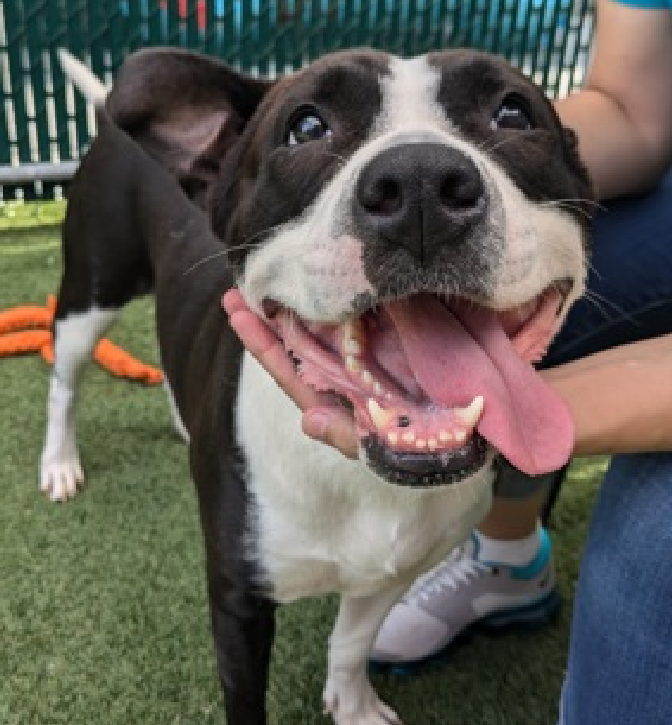 NMBewitched's tweet photo. #TAP #PickoftheLitter
#BackyardBarks #MACC #NYCACC
This Saturday, 8/24 1-5pm
My selection
Cookies N' Cream
https://t.co/2qPXFQvCtF
Loveable #Longstay
Initially shy, inquisitive & cuddly
Loves to play & learn new skills
Dog friendly, slow intros
Lover of life https://t.co/Zi8R23qBF8