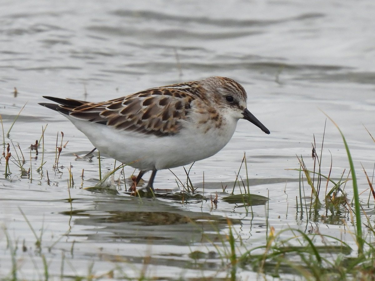 KGbirder (@kgbirder) on Twitter photo Two juv Little Stints showed nicely in the high tide roost at Aberlady this evening <a href="/birdinglothian/">Birding Lothian</a> Two juv Little Stints showed nicely in the high tide roost at Aberlady this evening <a href="/birdinglothian/">Birding Lothian</a>