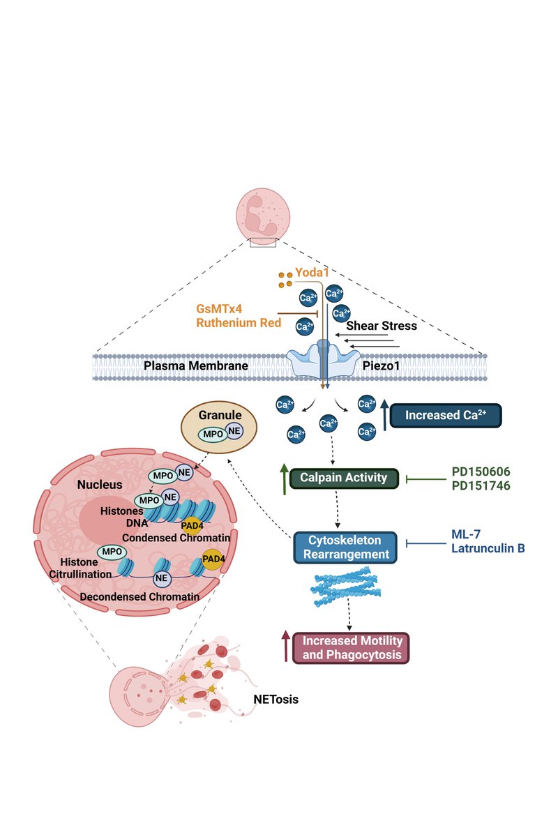 A/Prof Sara Baratchi (@sbaratchi) on Twitter photo Excited to share our new paper showing shear stress triggers neutrophil extracellular traps formation, central to inflammation and clot formation. Grateful to my amazing team and collaborators! <a href="/HabibaDanish4/">Habiba Danish</a> <a href="/BakerResearchAu/">Baker Institute</a> <a href="/ResearchRMIT/">RMIT Research</a> <a href="/NatureComms/">Nature Communications</a> rdcu.be/dRJk9 Excited to share our new paper showing shear stress triggers neutrophil extracellular traps formation, central to inflammation and clot formation. Grateful to my amazing team and collaborators! <a href="/HabibaDanish4/">Habiba Danish</a> <a href="/BakerResearchAu/">Baker Institute</a> <a href="/ResearchRMIT/">RMIT Research</a> <a href="/NatureComms/">Nature Communications</a> rdcu.be/dRJk9
