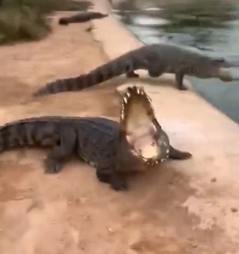 Synthalotl 👾 tweet media