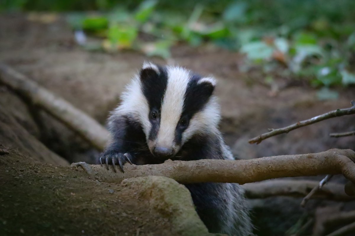 BREAKING:

I can hardly believe I am writing this but <a href="/DefraGovUK/">Defra UK</a> are pushing through a NEW badger cull to take place in Cumbria. More details to follow…

<a href="/UKLabour/">The Labour Party</a> <a href="/DanielZeichner/">Daniel Zeichner</a> <a href="/SteveReedMP/">Steve Reed</a> 

Honestly what the f**k is going on?! 

So much for ending the Badger cull?!!?