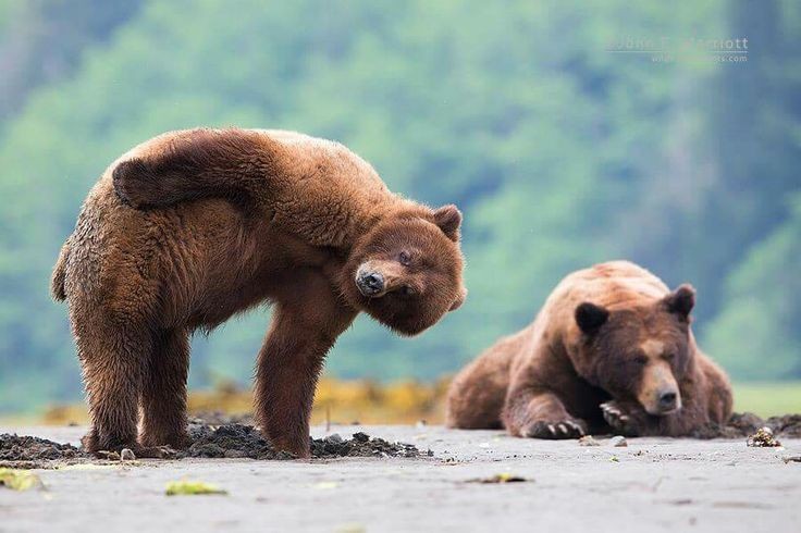 TodoDiaUrsos's tweet image. 