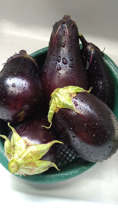 昨日の茄子全然消費できてないのに…(ヽ'ω`)今日も収穫してしまった… 