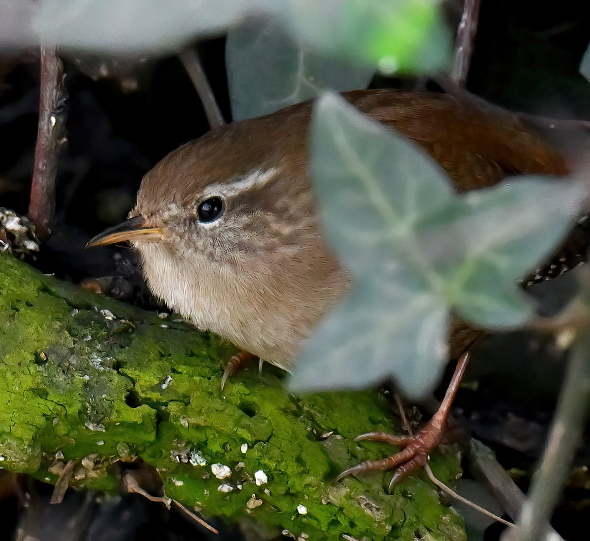 CarlBovisNature's tweet image. Tiny Wren hiding in a Somerset ditch. 😍😊🐦
