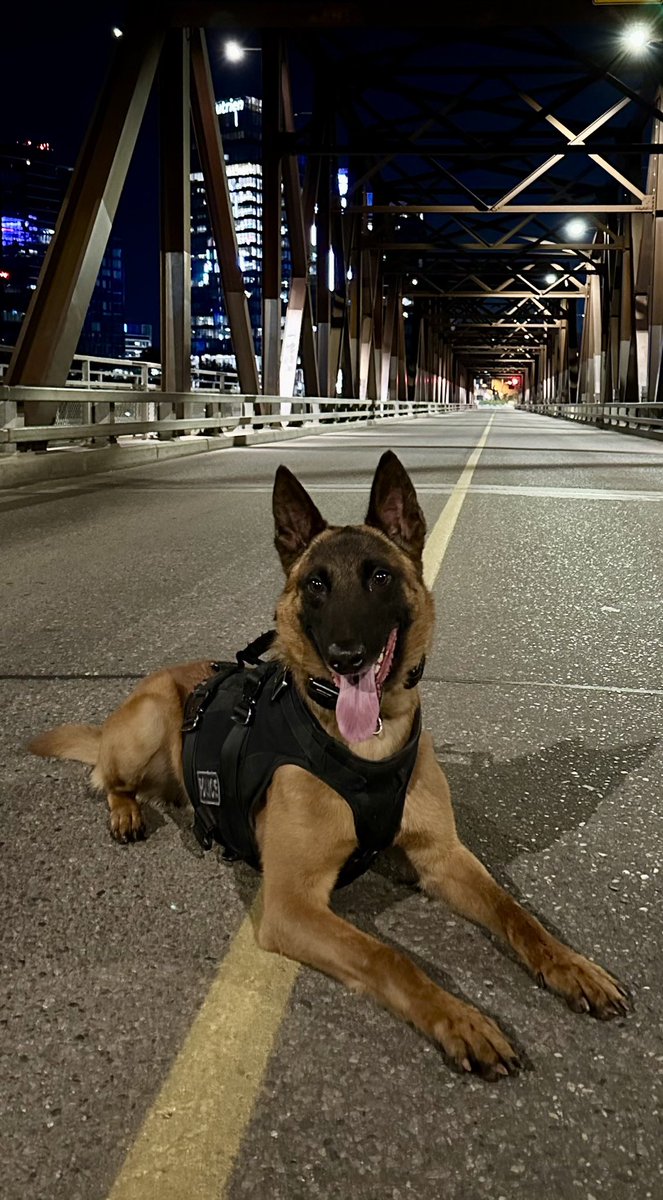 SPSCanine's tweet photo. #psdbenny tracked a robbery suspect earlier this month. Benny was closing in on the suspect’s hiding place and he decided he didn’t want to meet Benny so he gave himself up. https://t.co/ftFEFAoVpe