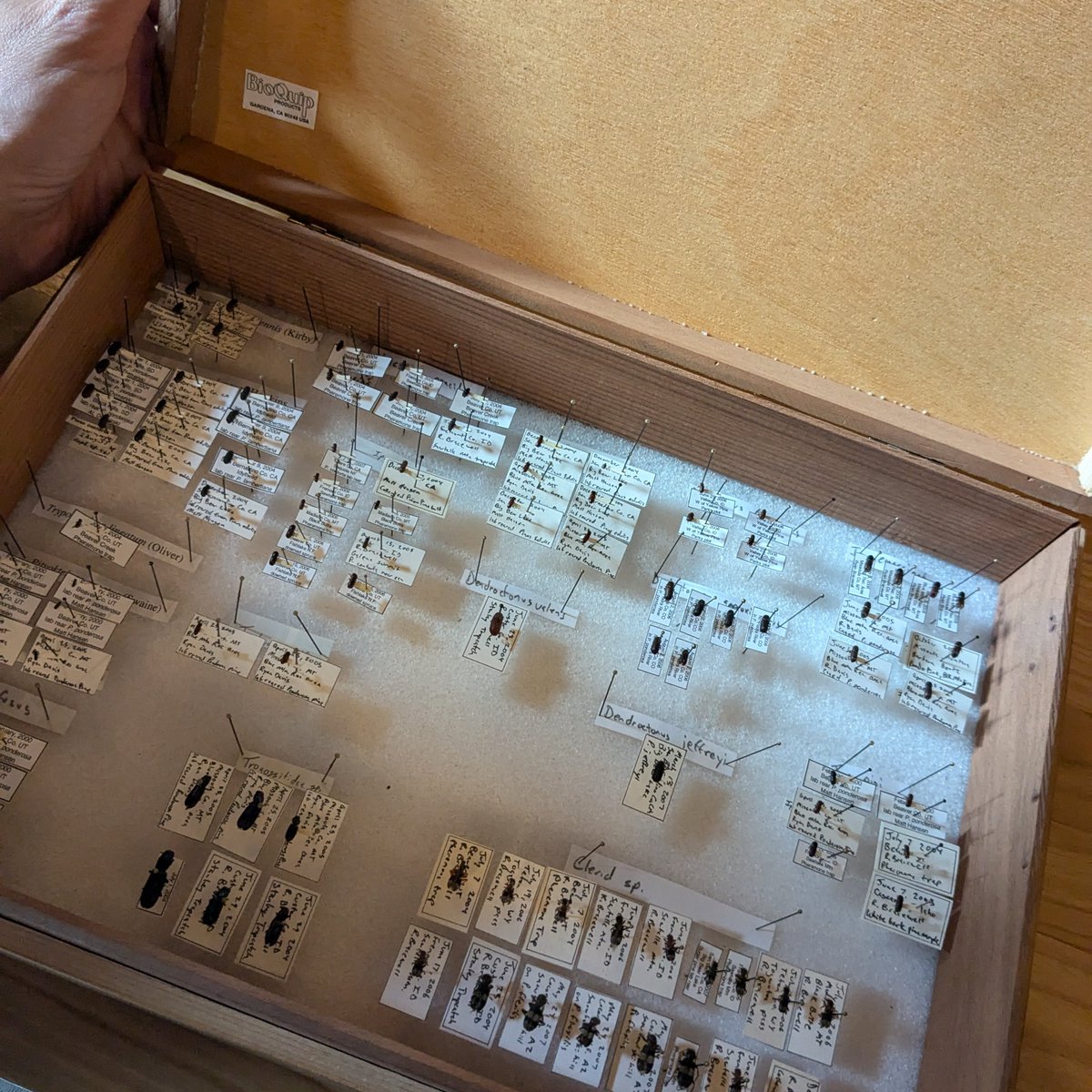 Ryan Bracewell tweet media