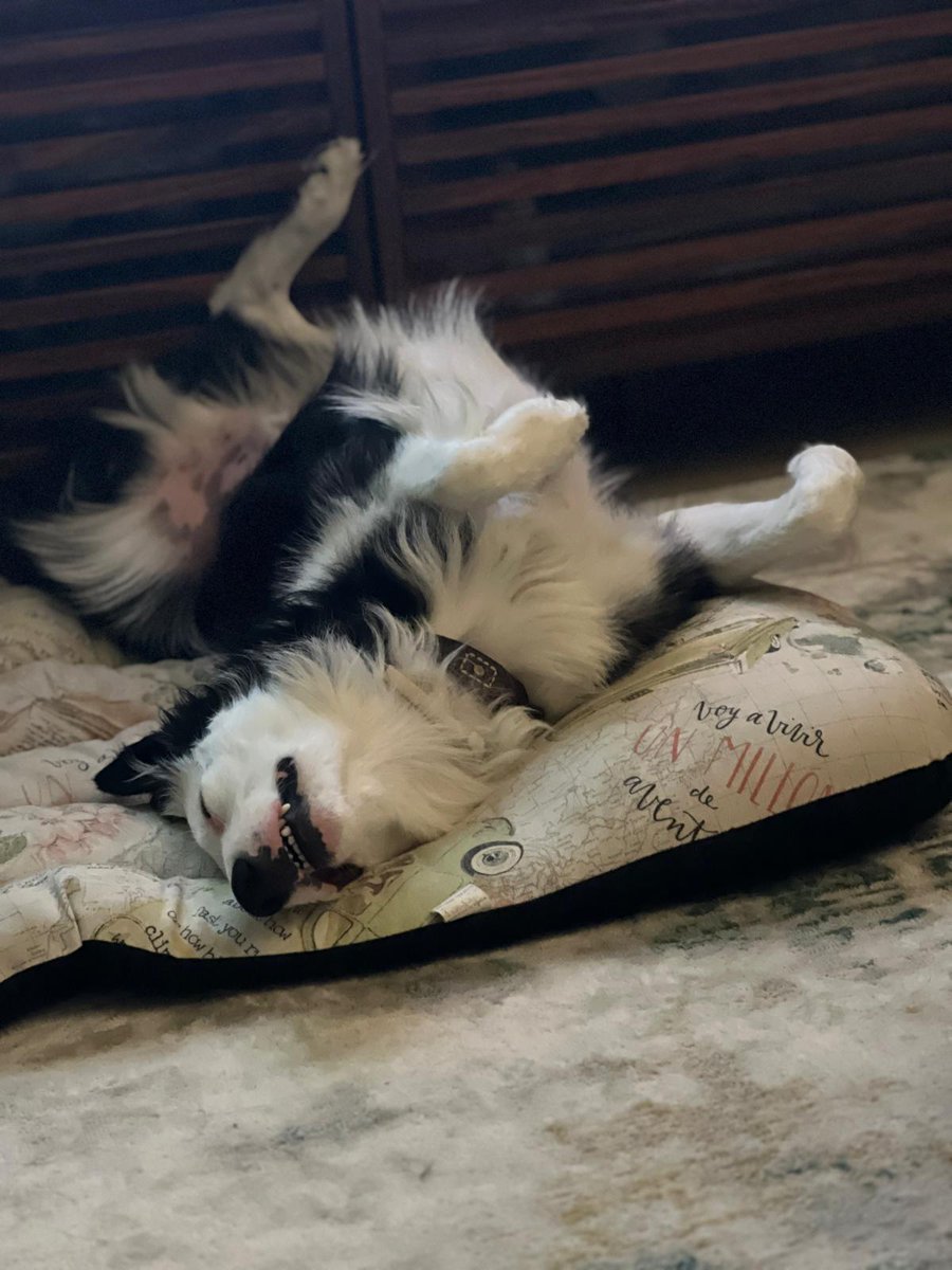 Sweet Dreams #BorderCollie #DogsonX