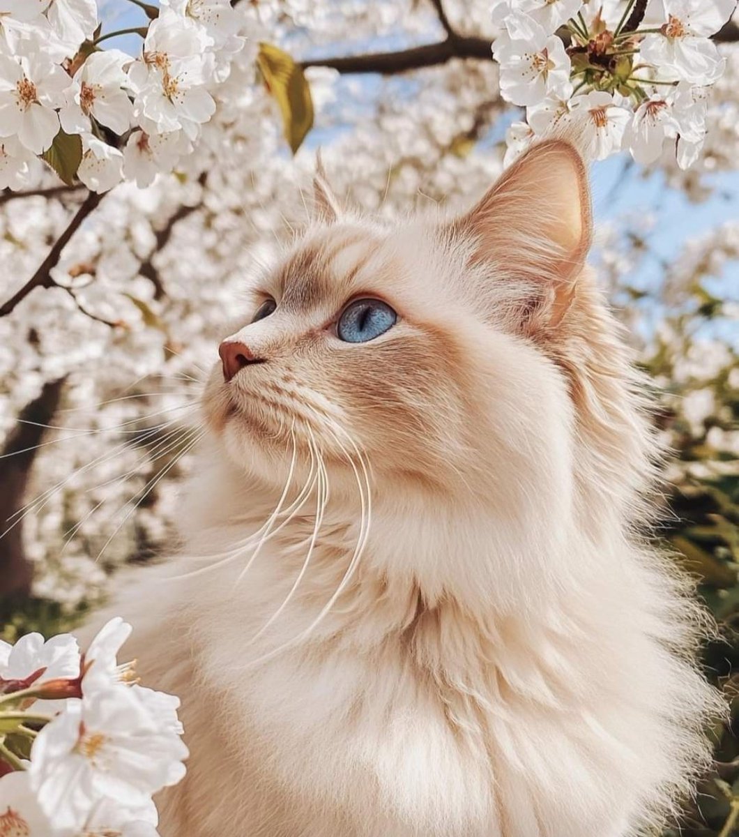 La25782852's tweet image. #beautifulcat #cerisier #beautenature