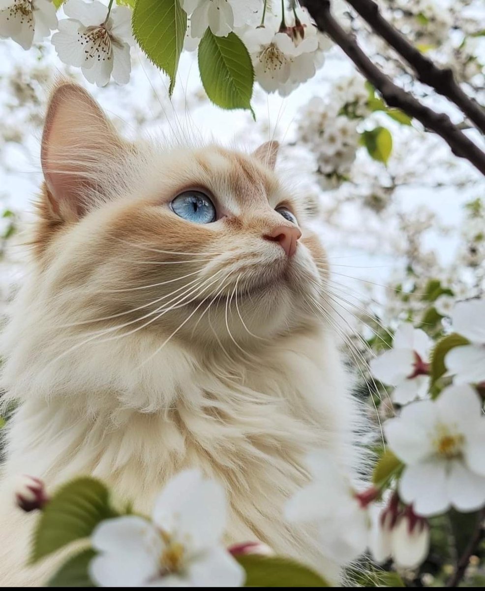 La25782852's tweet image. #beautifulcat #cerisier #beautenature