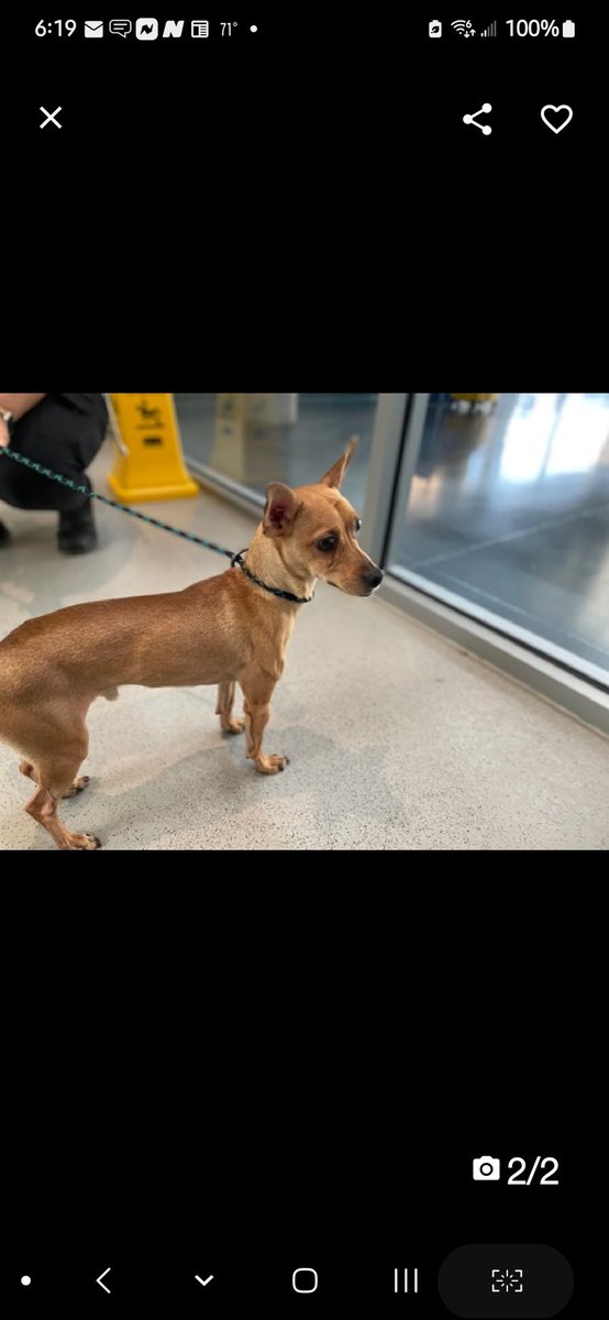 MorgFairsdogs's tweet photo. ๐Milo Francis ๐
#NYCACC #79330 6y
โช๏ธTo Be Killed: 8/24๐
Precious, lil 11lb sweetie's๐.
Playful, loves toys.
Fearful, sep anxiety, becomes overstimulated, diff w handling.
Needs loving, N.East #Foster, 2 decompress
DM @notthesameone2
Pls #Pledge
๐MF
https://t.co/V1kzqsAe5s https://t.co/o1SAYGoOxV