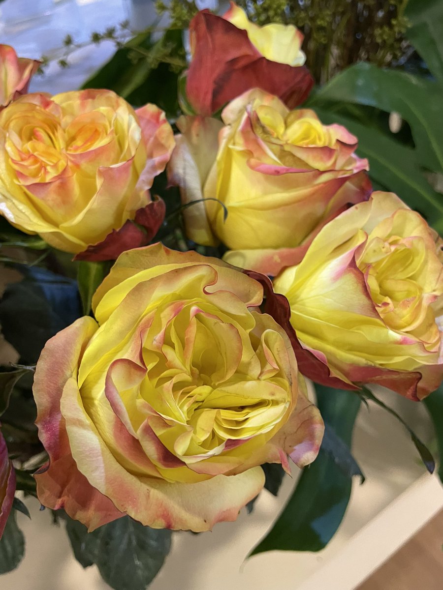 Anandaappleofi1's tweet photo. GARDEN FAIR PARTE 2 - As novas folhagens coloridas e flores diferentes que vão chegar ao mercado na primavera-verão. Cravo verde, Celósia que parece brilhar, mini-singônios, Anêmonas, Rosas enormes, tulipas maiores. O Quadro Verde mostra ao vivo nesta sexta no Bom Dia SP. https://t.co/4l787lgA71
