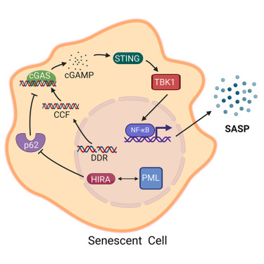 Online Now: Histone chaperone HIRA, promyelocytic leukemia protein, and p62/SQSTM1 coordinate to regulate inflammation during cell senescence dlvr.it/TCFzDh