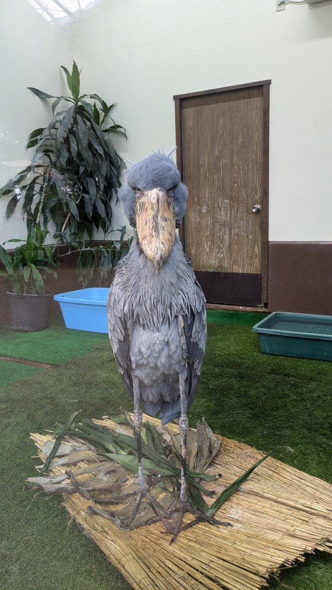 kirikirisango's tweet photo. おはようございます
旅先で撮ったハシビロコウくん https://t.co/o4hP19y2an