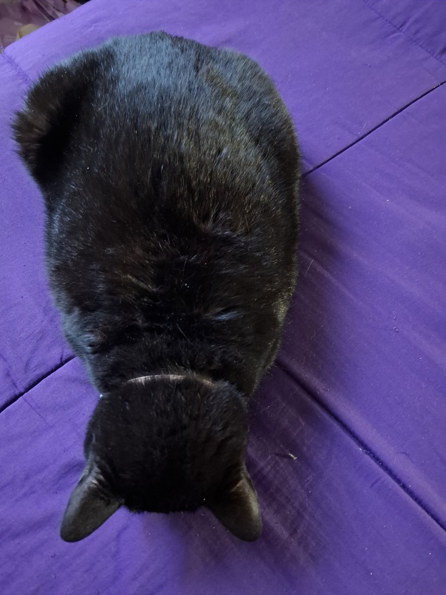 Sofidicecosas's tweet photo. Me mata cuando los gatos duermen con la cara toda aplastada, como muy frustrados.  ¿Qué pasó,  gordo? ¿Te aumentó el monotributo? https://t.co/QXDLBLPeDn