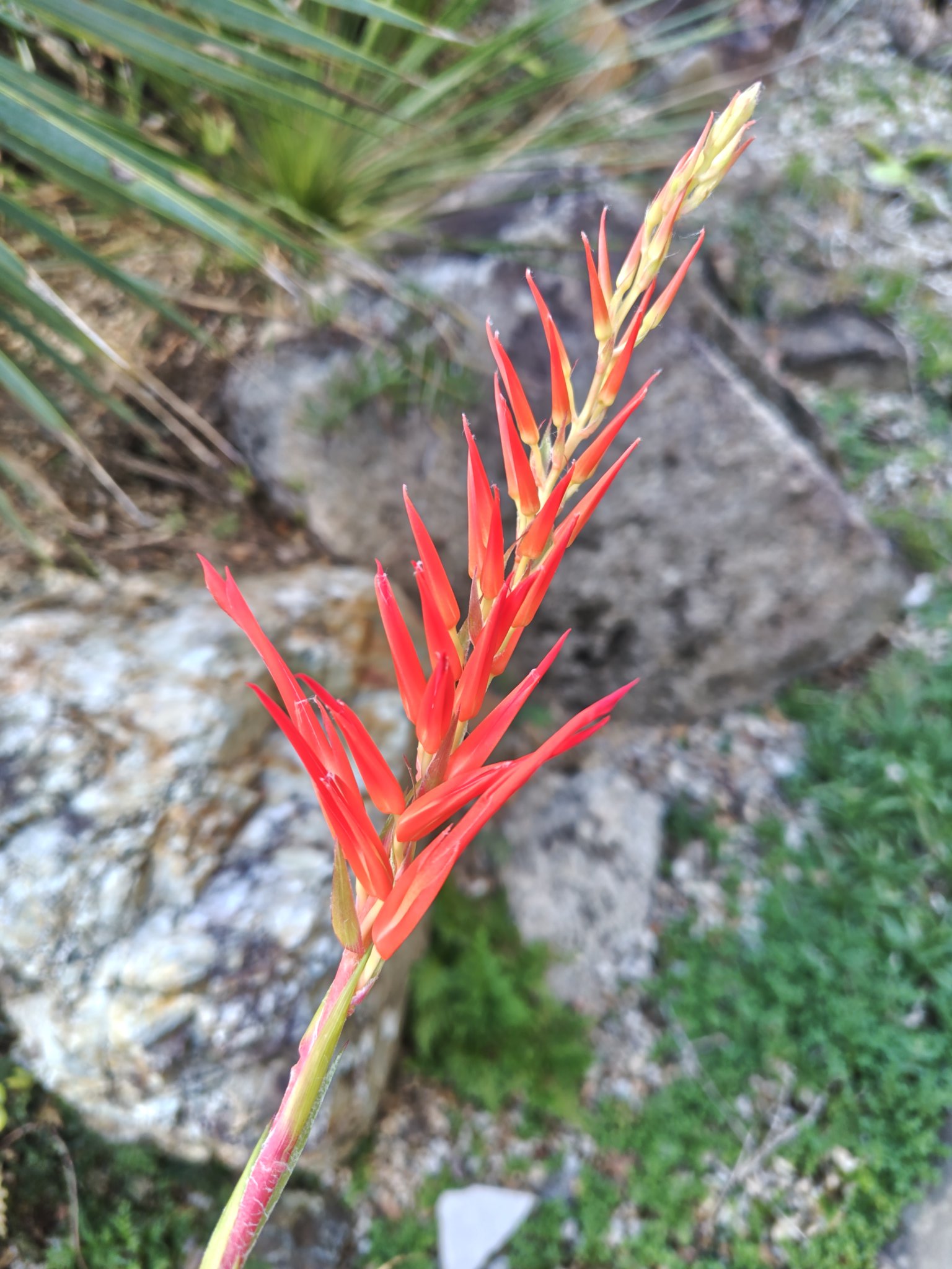 ブロメリア・エアープランツ Pitcairnia bergii ブロメリア・エアー