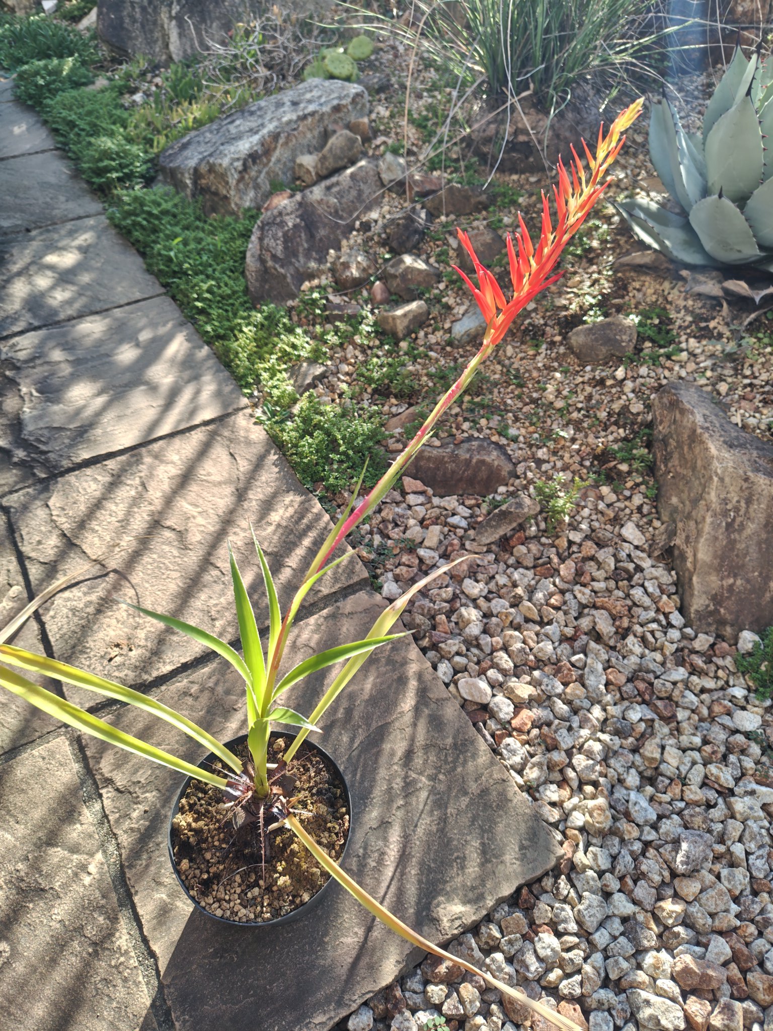 オマメプランツ on X: 