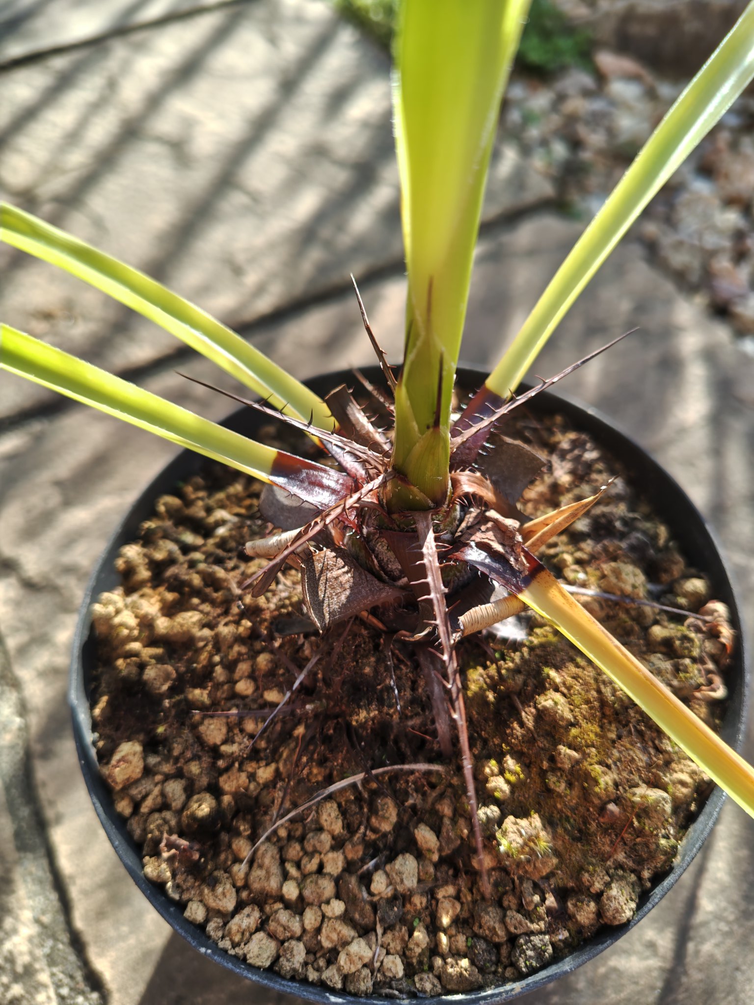 ブロメリア・エアープランツ Pitcairnia bergii オマメプランツ on X: 
