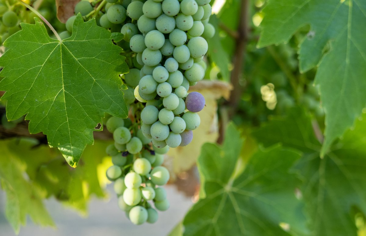 Pride Wines tweet media