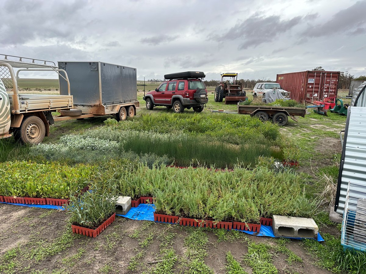 Landholders have planted and protected 139ha of riparian vegetation. Community engagement via workshops has inspired our next generation of guardians. Keep an eye out for our ‘Watering WA’ signs across the region to see the results for yourselves! ow.ly/wQiT50T3zqt