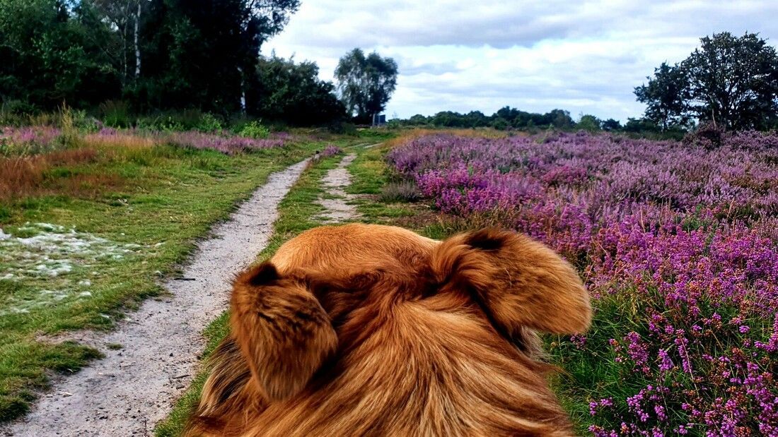sdnpa's tweet image. Heading into the Bank Holiday weekend? 

If visiting the heaths or out on the Downs with your best buds, keep those #PawsOnThePath

There are still plenty of ground nesting birds, reptiles and amphibians who would appreciate it. 

#SouthDowns #TakeTheLead #BankHoliday