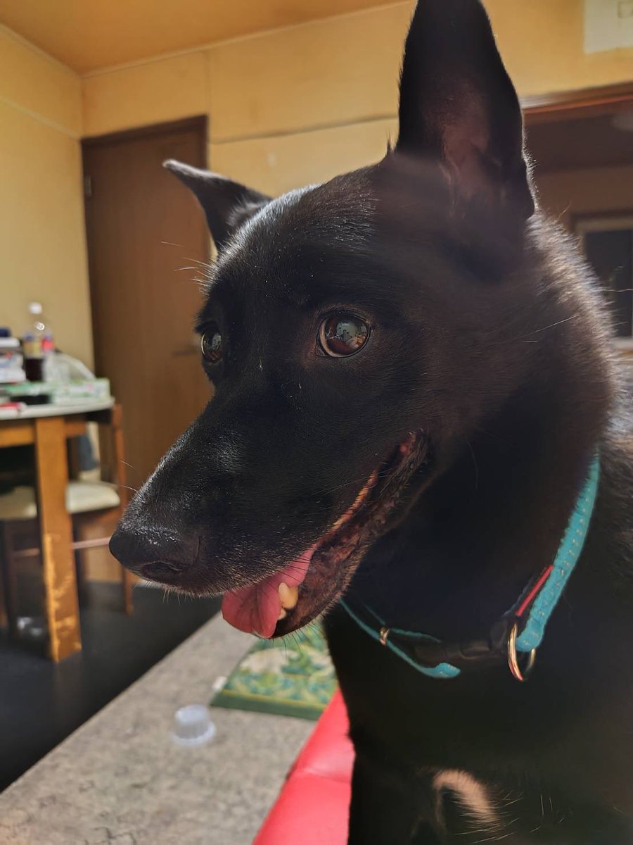 miku39171's tweet photo. 【釧路　迷い犬】

8/23 午前中　池田動物病院の駐車場で
知り合いの犬がパニックで逃走
鶴野小学校方面に走っていってしまったみたいです

犬種は、雑種
性格は、びびりやすいみたいです

保護したり、見かけた方がいたら私に連絡お願いします

#釧路 
#迷い犬 
#北海道
#拡散希望
#迷子犬情報 https://t.co/1MX4RZJag5