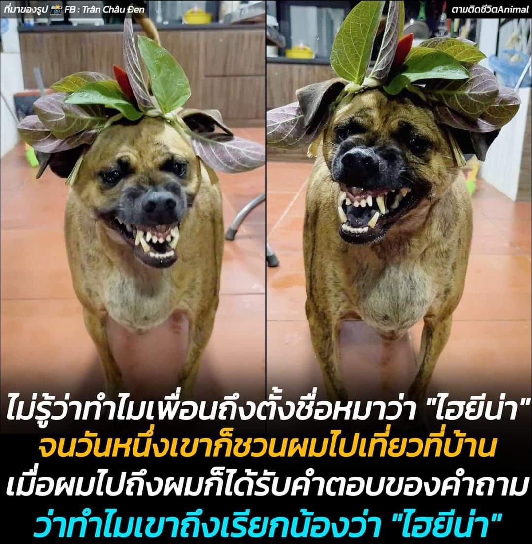 AnimalFW_TH's tweet photo. ชาวเน็ตเวียดนาม ได้แชร์เรื่องราวน้องหมาของเพื่อนที่ชื่อว่า "ไฮยีน่า" เมื่อได้ยินจากปากเพื่อนครั้งแรก เขาตั้งคำถามกับเพื่อนว่าทำไมต้องตั้งชื่อหมาว่าไฮยีน่าด้วย จนกระทั่งเพื่อนของเขาชวนไปเที่ยวที่บ้าน และเขาก็ได้พบคำตอบของคำถามนั้นแล้ว ว่าทำไมน้องถึงชื่อว่าไฮยีน่า "วินาทีที่ผมเจอหน้าน้องครั้งแรก ผมก็ไม่มีข้อสงสัยค้างคาในใจอีกต่อไป" 🥹🥹🥹
ไฮยีน่า : หายสงสัยยังงงงงงงงงงง 😡
อาณาจักรสัตว์โลก มีม&สาระ By ตามติดชีวิตAnimal
หนุ่มเวียดนามคนหนึ่งได้ยินเพื่อนตั้งชื่อสุนัขว่า "ไฮยีน่า" เขาอดสงสัยไม่ได้ว่าทำไมถึงเลือกชื่อที่ฟังดูดุร้ายขนาดนี้ จนกระทั่งเขาได้มีโอกาสไปเยี่ยมบ้านเพื่อนและพบกับน้องหมาตัวนั้นแบบตัวเป็นๆ 

วินาทีนั้นความสงสัยทั้งหมดก็พลันหายไปในทันที ภาพของน้องหมาที่ยืนยิ้มกว้างเห็นฟันครบทุกซี่ พร้อมกับใบไม้ประดับบนหัวราวกับมงกุฎ ทำให้เขาก็เข้าใจได้ทันทีว่าทำไมเพื่อนถึงตั้งชื่อนี้ให้กับน้องว่า "ไฮยีน่า" ช่างเป็นภาพที่ดูตลกอะไรอย่างนี้ และทำให้เขาหมดข้อสงสัยค้างคาใจอีกต่อไป

เรียบเรียง 🖋️ แอดเพา
ที่มาของรูป 📸 FB : Trân Châu Đen