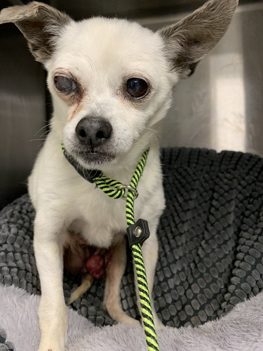 Rescuealldogs's tweet photo. 🚨 Clementine A2155606 must exit North Central @LACityPets by EOD 8/27/24

She has major medical issues, including “possible impaired vision” and “multiple mammary masses, one of them ulcerated and malodorous” https://t.co/MMxYrHMcZT