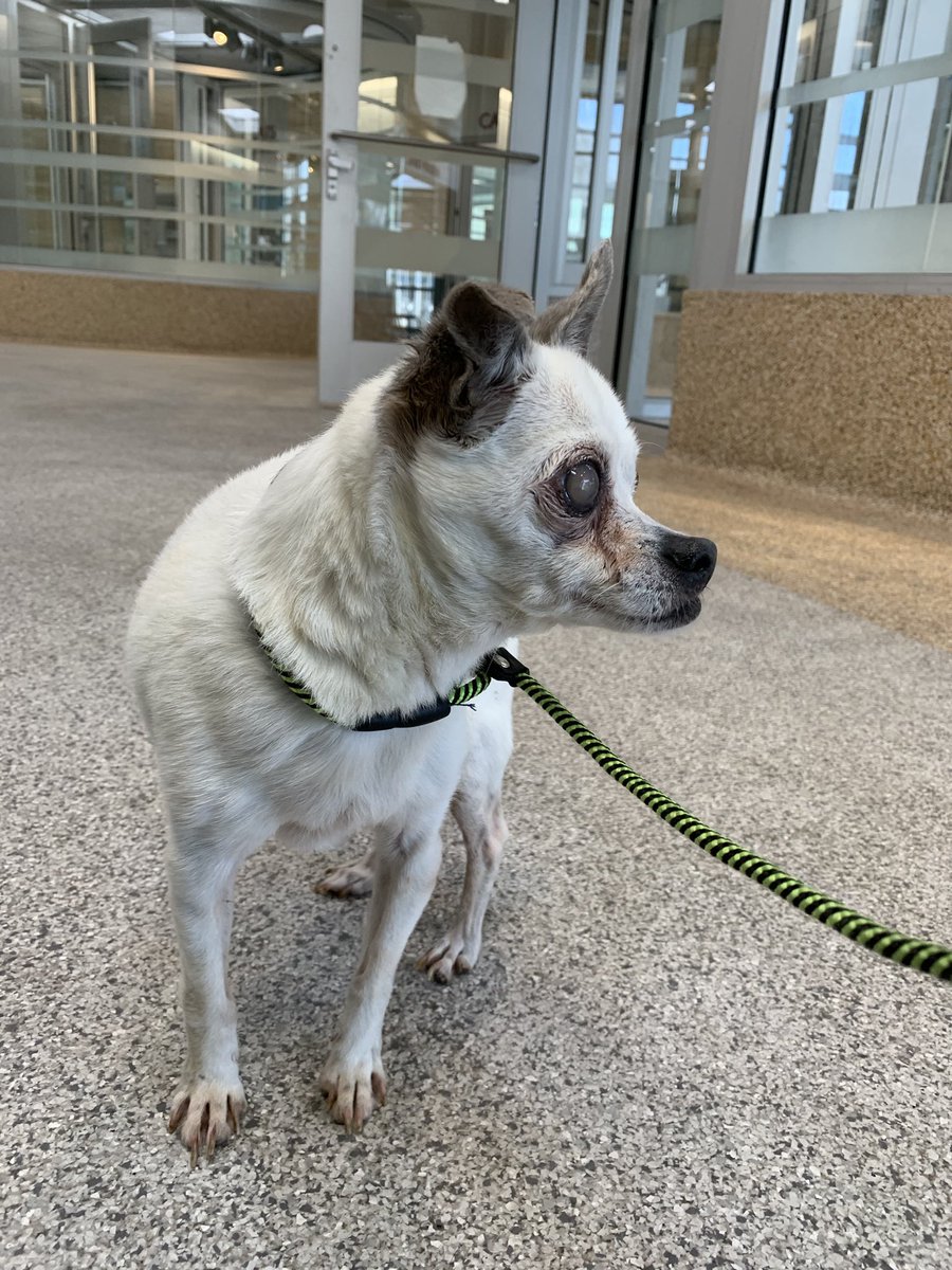 Rescuealldogs's tweet photo. 🚨 Clementine A2155606 must exit North Central @LACityPets by EOD 8/27/24

She has major medical issues, including “possible impaired vision” and “multiple mammary masses, one of them ulcerated and malodorous” https://t.co/MMxYrHMcZT