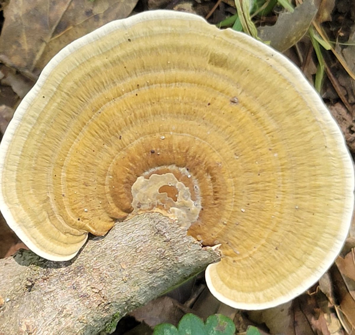 Everywhere i look the healing powers of the universe radiate out. #fungi