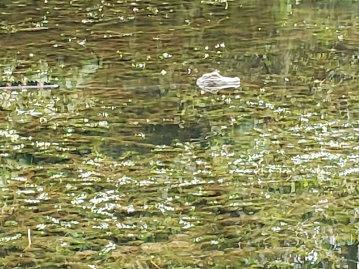 dragonofbrisk's tweet photo. @GatorsDaily so this little cutie in myrtle beach https://t.co/gfbaAXQsf8