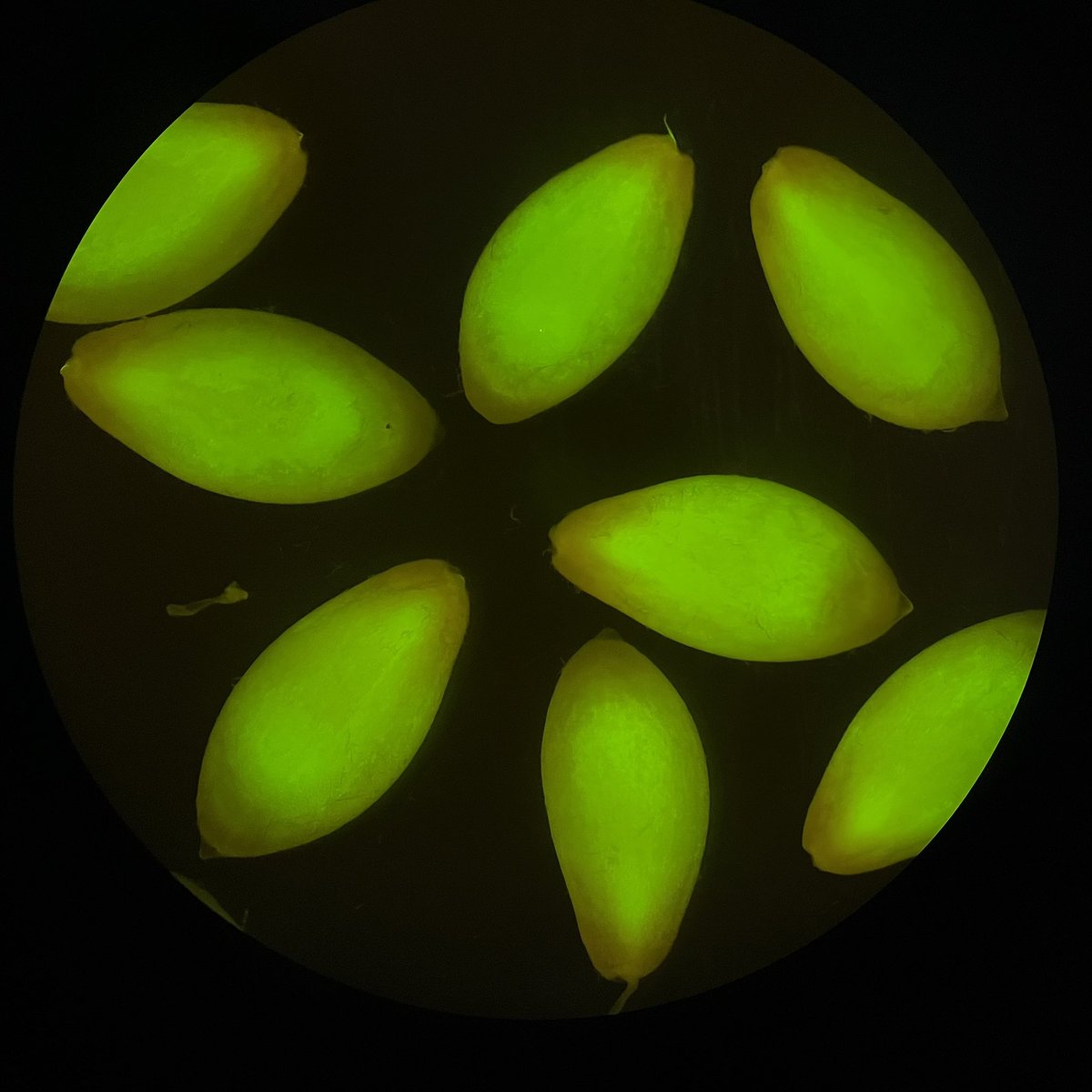 wuqiangrape's tweet photo. Glad my first project on long distance signaling in cucumber plants got funded by NSFC! 🥰Stay tuned for some fun science🤩 https://t.co/MDHSwo4SPQ