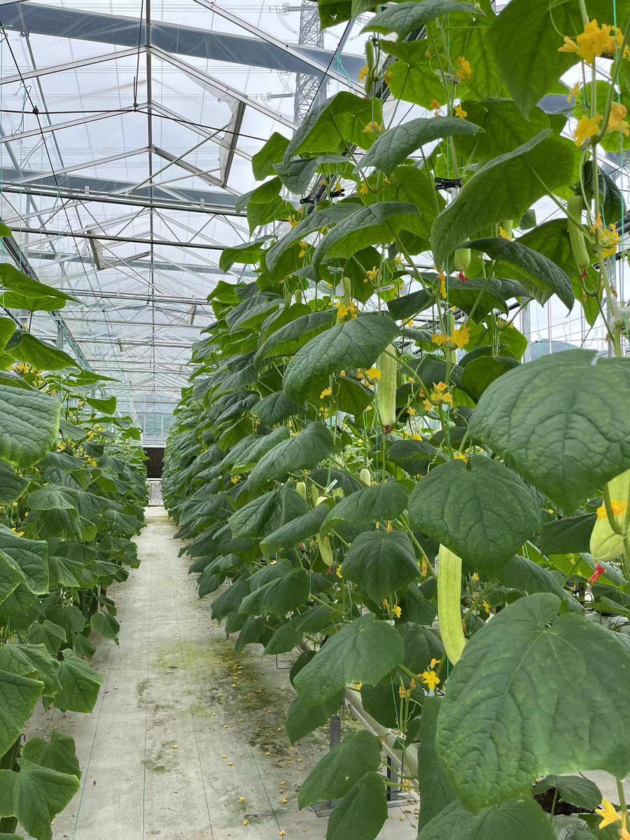 wuqiangrape's tweet photo. Glad my first project on long distance signaling in cucumber plants got funded by NSFC! 🥰Stay tuned for some fun science🤩 https://t.co/MDHSwo4SPQ