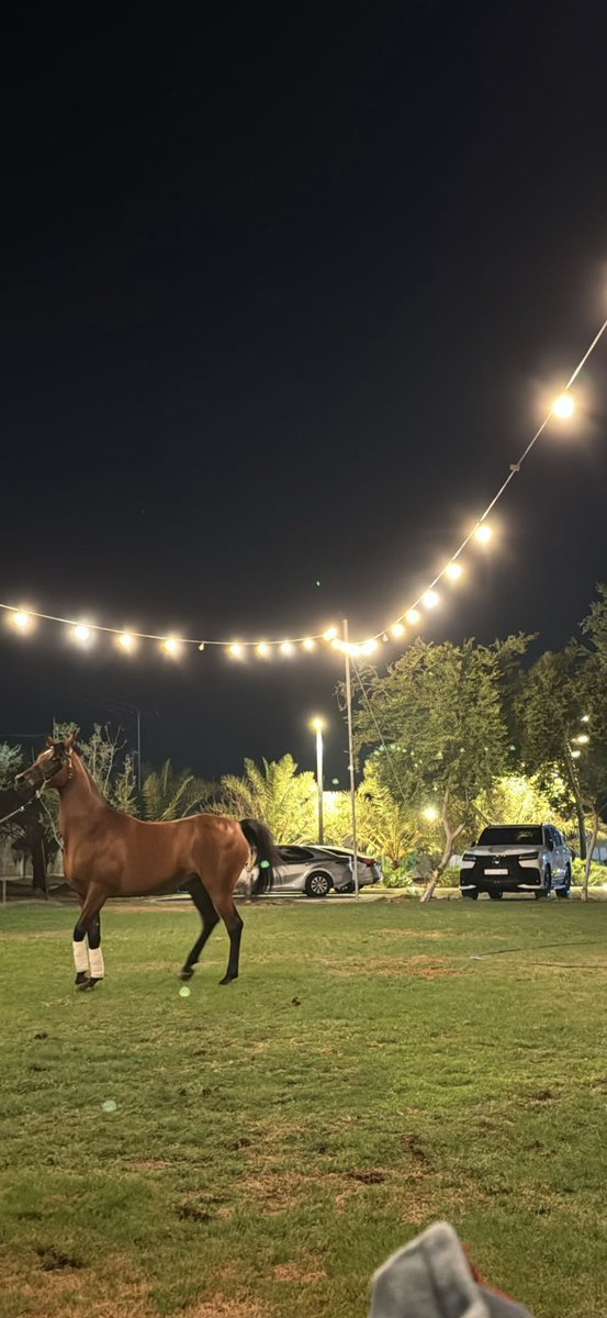 c4vvi's tweet photo. 🐎 https://t.co/UXBHf2P4Sj