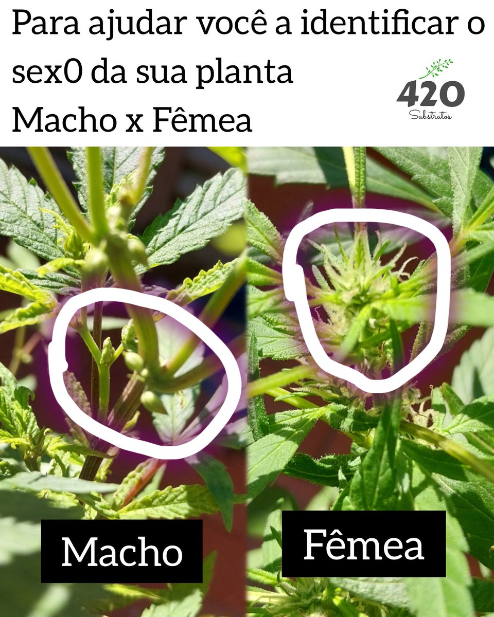 420Substratos's tweet photo. Aquele fotinha que salva a sua plantação. https://t.co/e7Bi3Al6gj