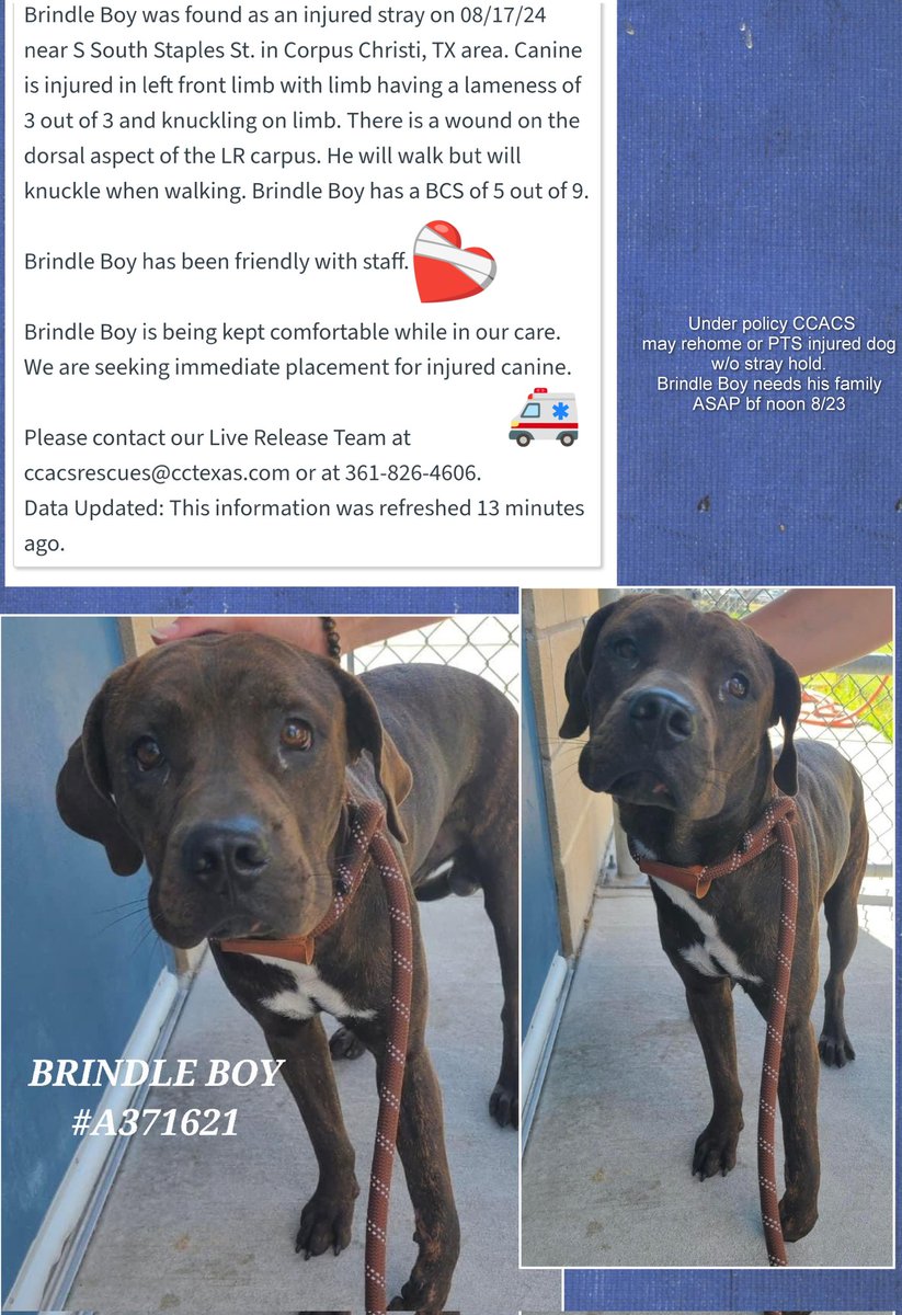 beeleevitonly's tweet photo. 🆘️‼️🏥rescue or owner reclaim needed before 12p F 8/23  BRINDLE BOY #A371621 injured
Found #SSouthStaplesSt #CorpusChristi #TX
18 mos, #PBTMix  maybe #Boxermix ? Gentle,  friendly,  HW neg. #PerroEncontrado pl claim your frightened puppy or #PledgeForRescue https://t.co/UV2sRcrQto