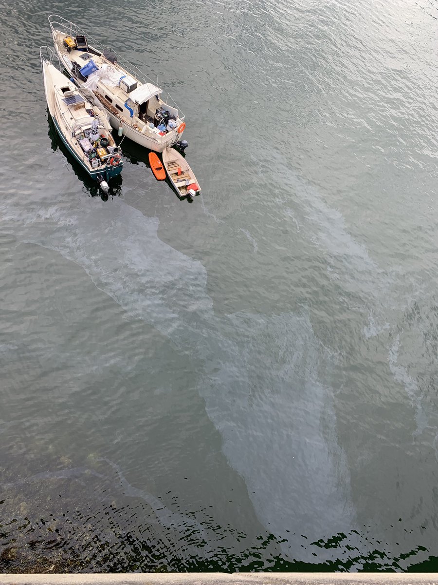 Derelict boats leaking fuel in False Creek. Under the Cambie Street bridge. Abandoned dog in view.  #shameful. <a href="/CKNW/">CKNW</a> <a href="/CBCNews/">CBC News</a> <a href="/ckwx/">CKWX</a> <a href="/CityNewsVAN/">CityNews Vancouver</a> <a href="/CoastGuardCAN/">Canadian Coast Guard</a> <a href="/KenSimCity/">Mayor Ken Sim</a>