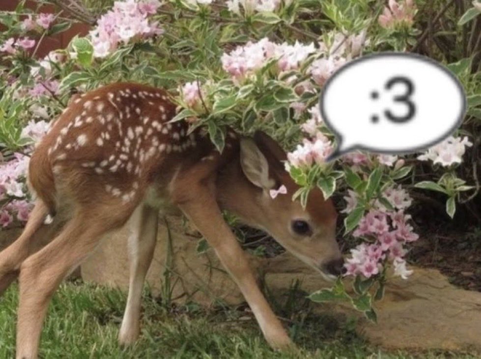 zeke 𐂂 🇵🇸 tweet media