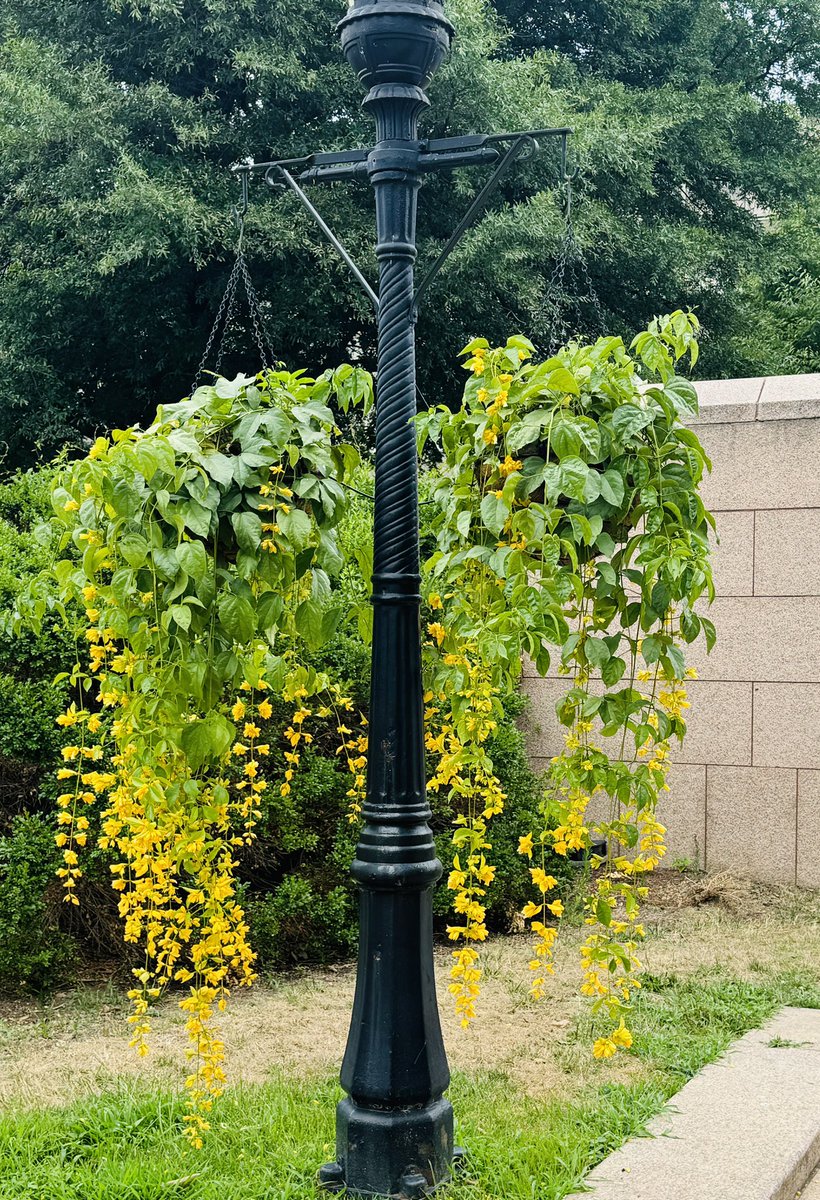 NeeraGuptaMD's tweet photo. As I was speed walking to catch the shuttle, a pup I know saw me & excitedly came running to me 💛💛!
I had 2 options:
-give the pup pets & miss the shuttle
-keep going & catch the shuttle
Of course I stopped to greet the pup—my heart gave me no other option
#DogsAreAngels 🐾🐾 https://t.co/6ZH81srsVW