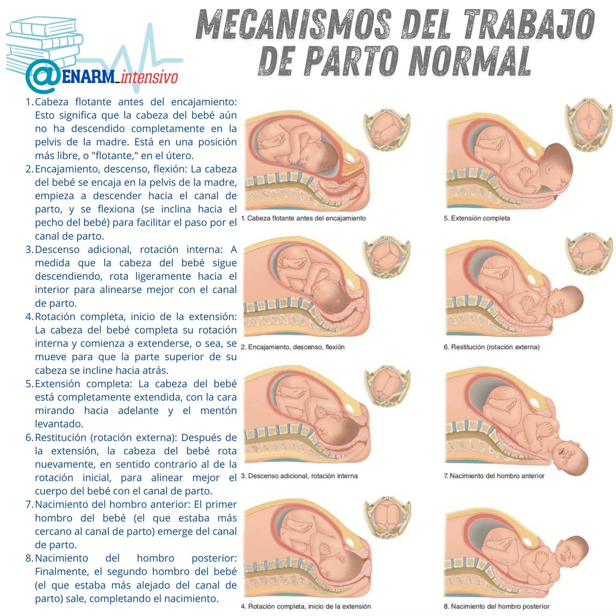 ENARM_intensivo's tweet photo. 🌀Mecanismos del trabajo de parto normal

#ENARM_INTENSIVO https://t.co/WfGq8ghA0h