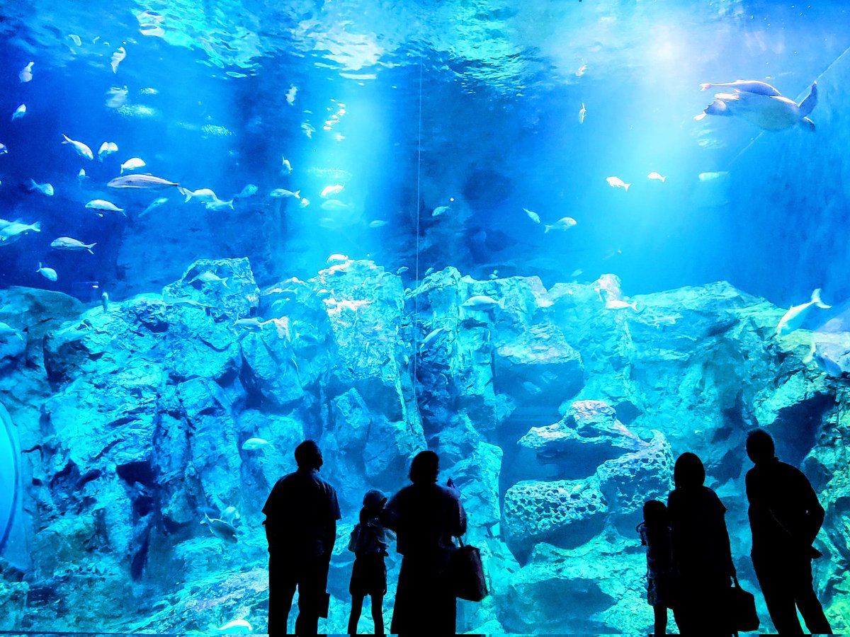 HNKNSkywalker's tweet photo. 男鹿水族館GAO。
ラッコみたいに泳ぐシロクマ。凛々しいイワトビペンギン。よかった。 https://t.co/4tIr6c6gJn