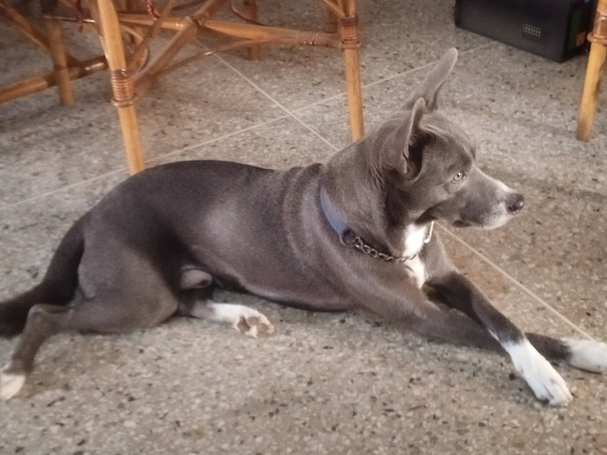 cat_256's tweet photo. @BitgetES El rey de la casa.. Don Roco #BitgetDOGS https://t.co/9jHcdHzc2H